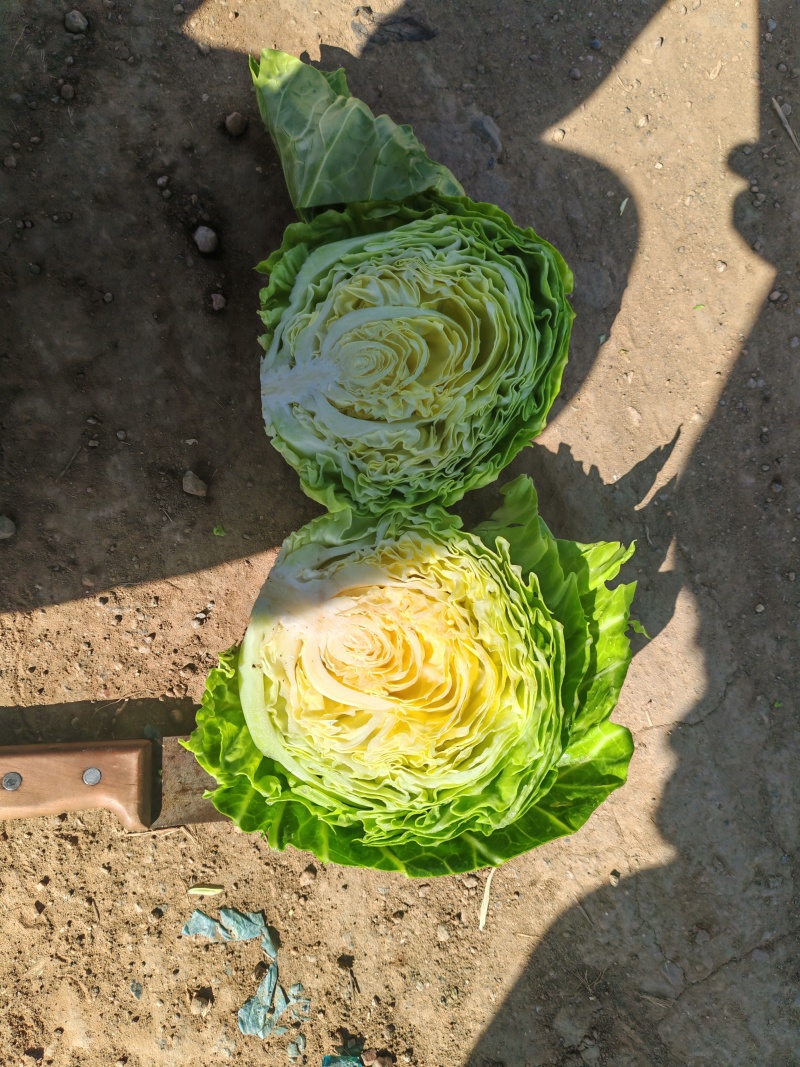 [各品类规格甘蓝]产地直发！[内蒙甘蓝][手感菜][宣菜]