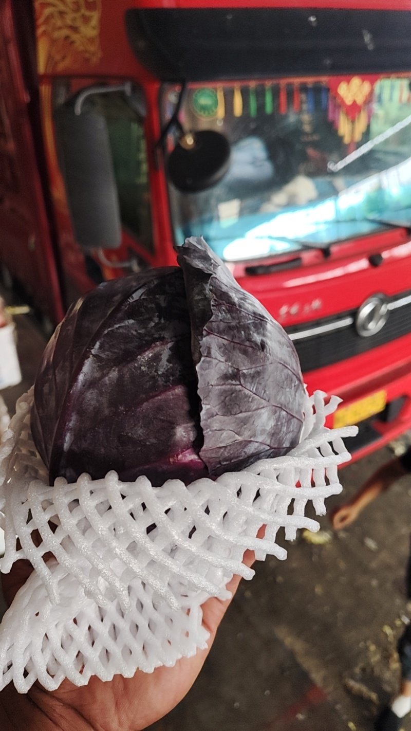 甘肃张掖冷库紫甘蓝