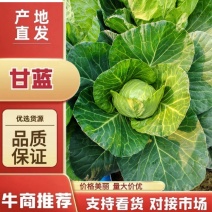 [各品类规格甘蓝]产地直发！[内蒙甘蓝][手感菜][宣菜]