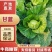 [各品类规格甘蓝]产地直发！[内蒙甘蓝][手感菜][宣菜]