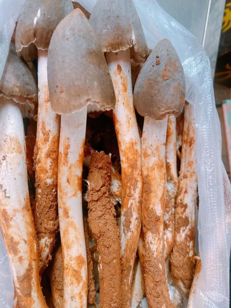 油鸡枞菌纯野生