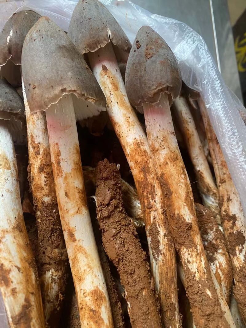 油鸡枞菌纯野生