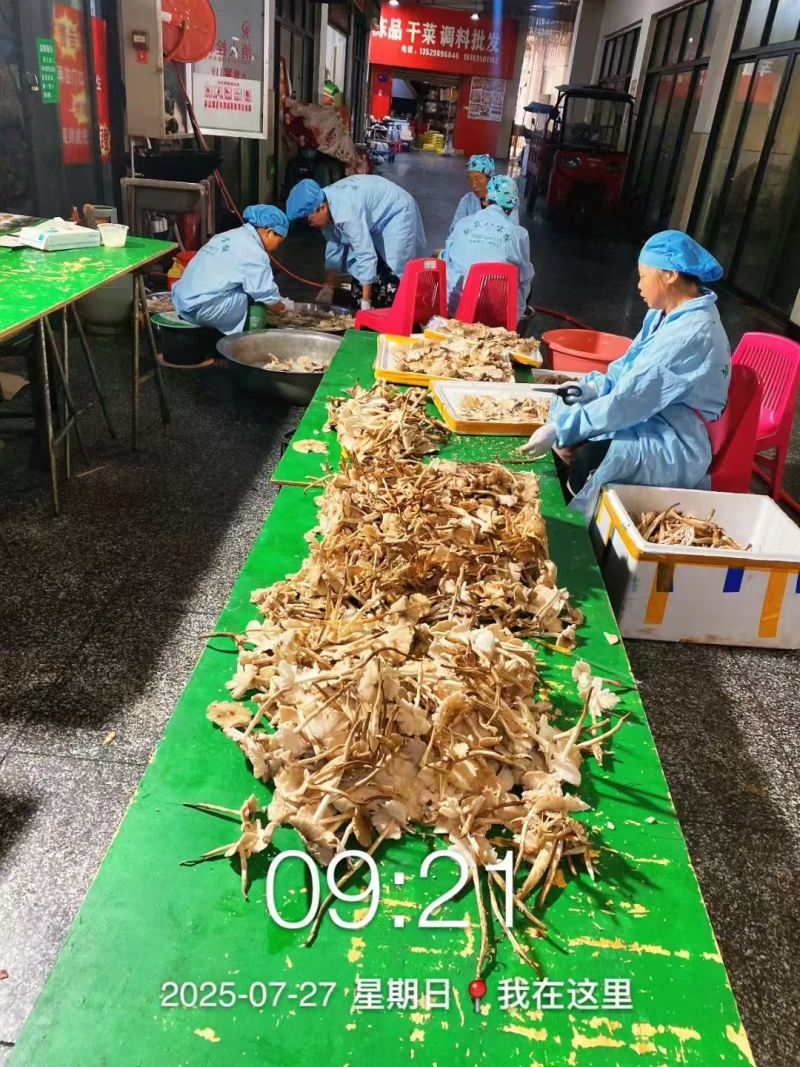 油鸡枞菌纯野生