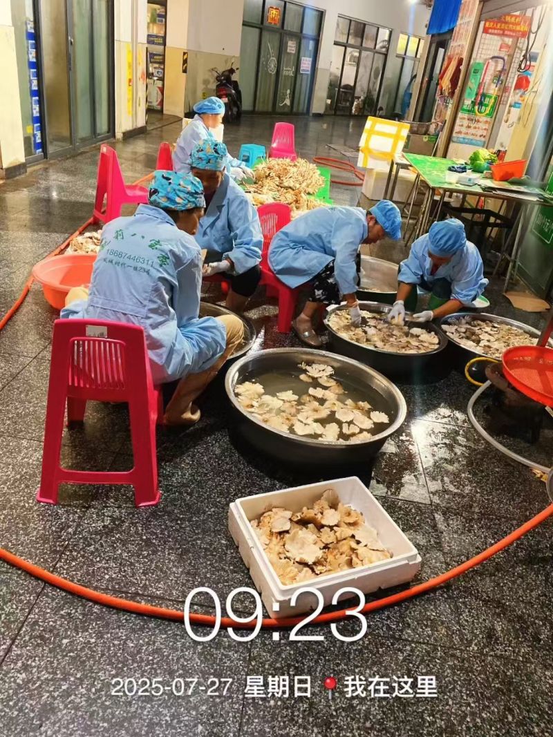 油鸡枞菌纯野生