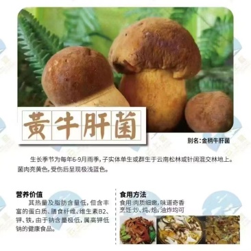 野生蘑菇，只有两三个月，山里现捡现发