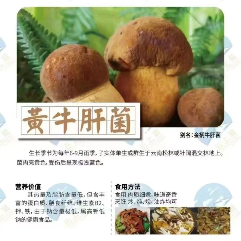 野生蘑菇，只有两三个月，山里现捡现发
