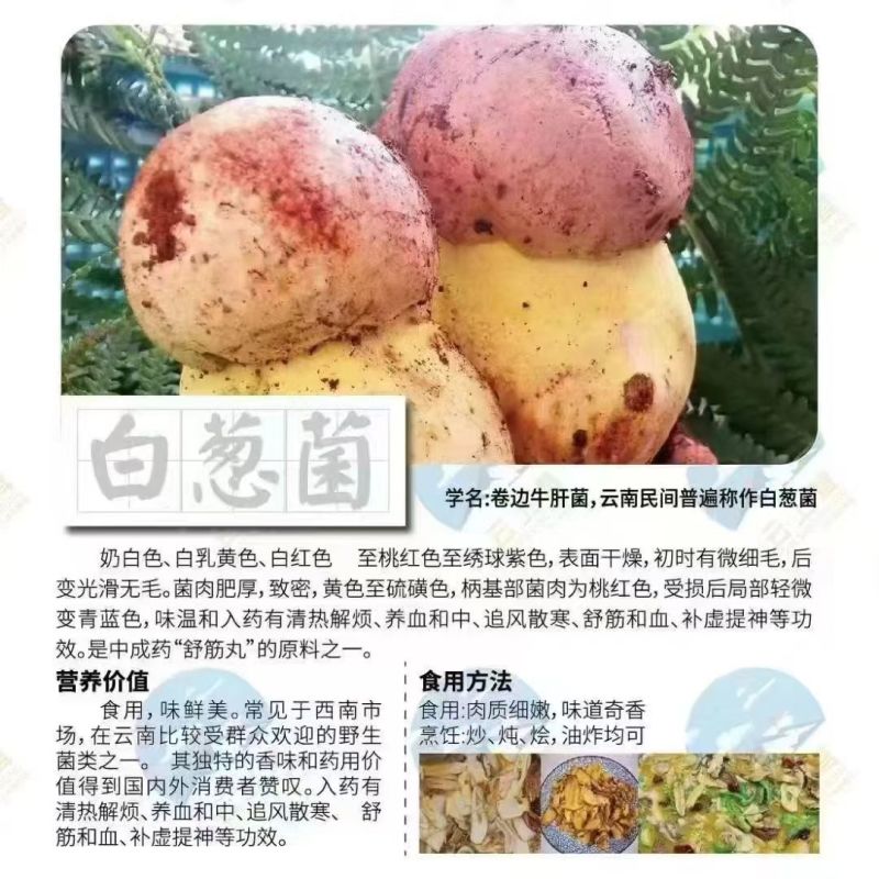 野生蘑菇，只有两三个月，山里现捡现发