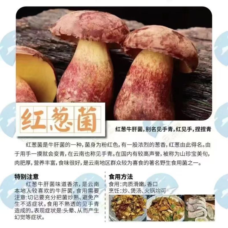 野生蘑菇，只有两三个月，山里现捡现发