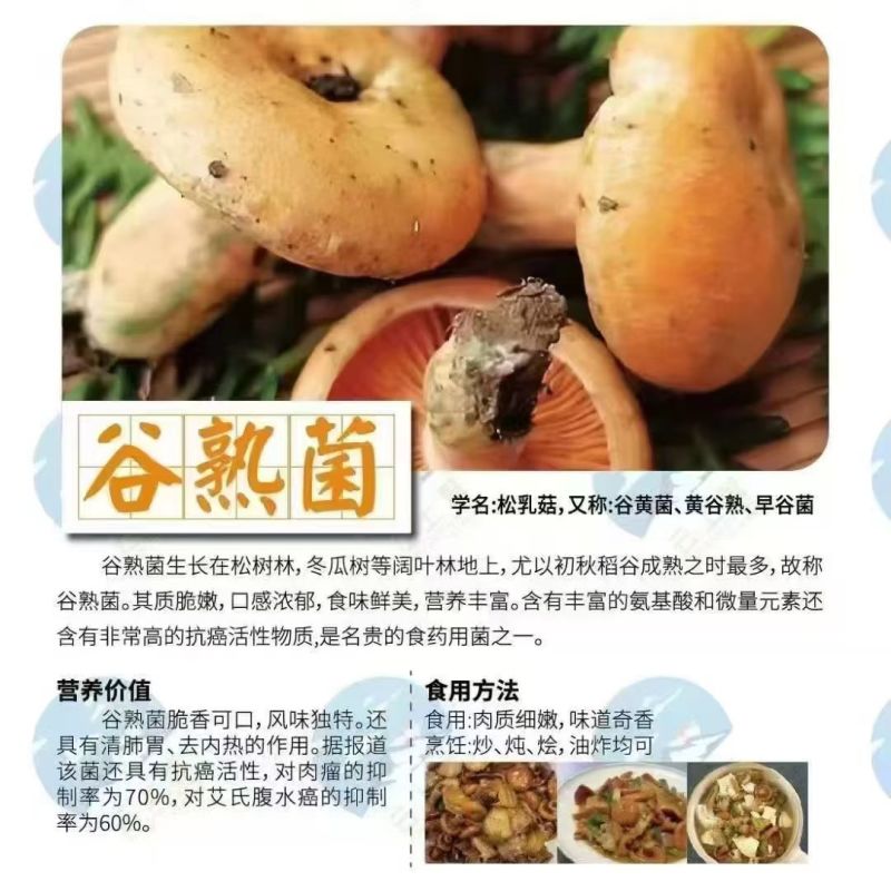 野生蘑菇，只有两三个月，山里现捡现发