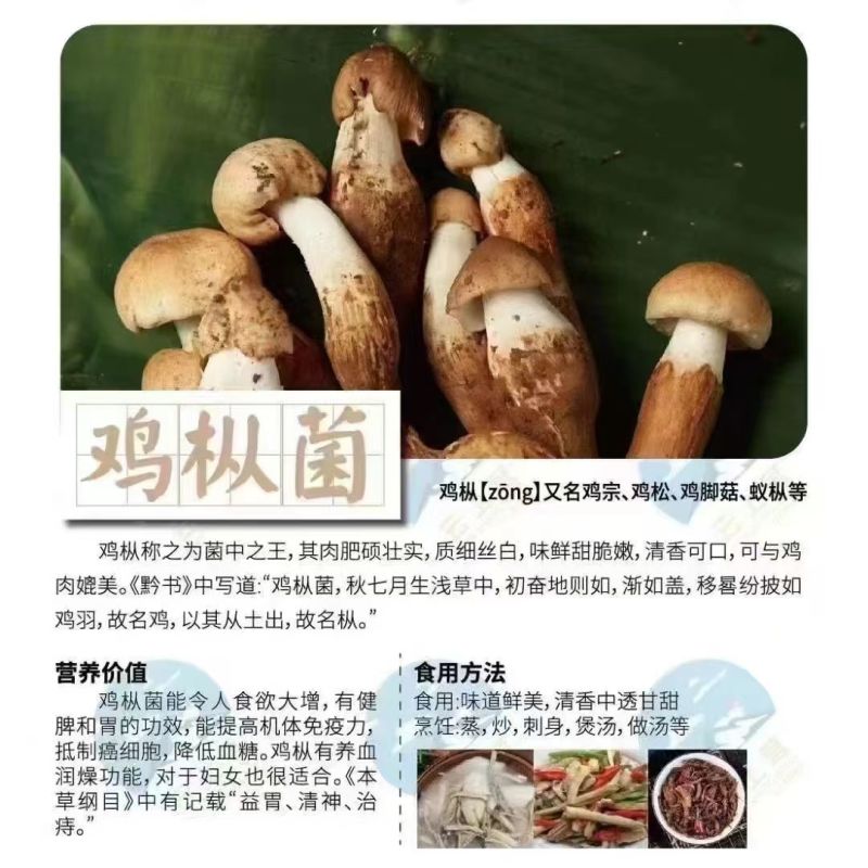 野生蘑菇，只有两三个月，山里现捡现发