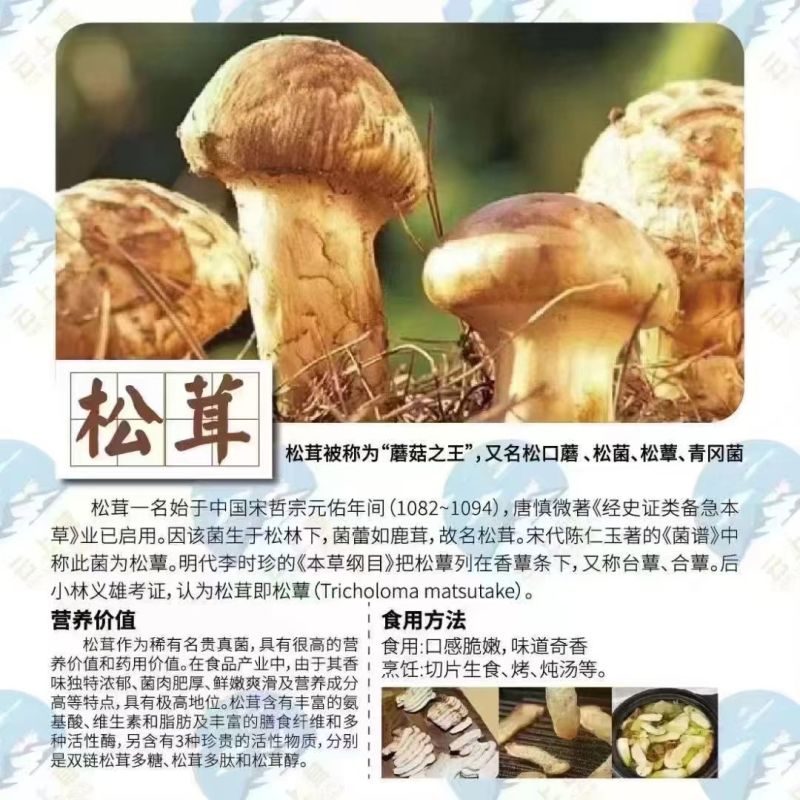 野生蘑菇，只有两三个月，山里现捡现发