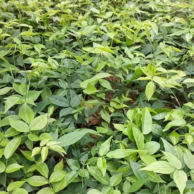 小叶牛大力苗