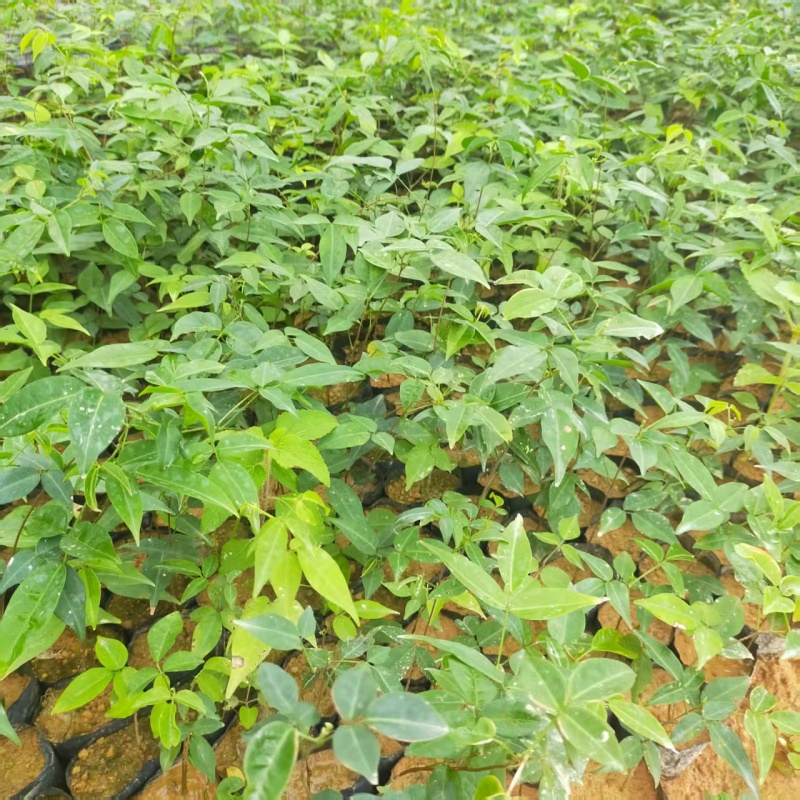 小叶牛大力苗