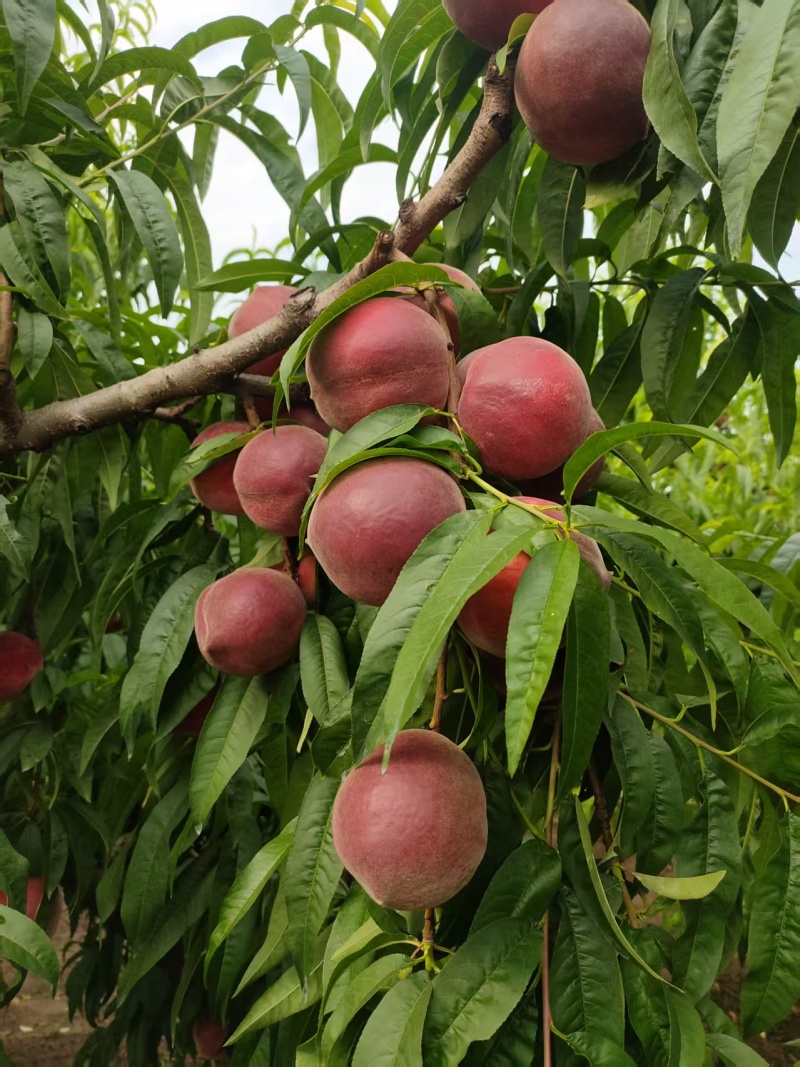 毛桃水蜜桃大量上市！！！产地直采！！！品种齐全！！！