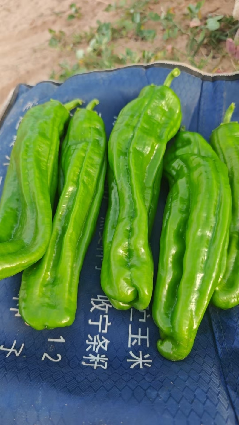 芜湖椒薄皮椒大皱皮即将大量上市，支持视频看货