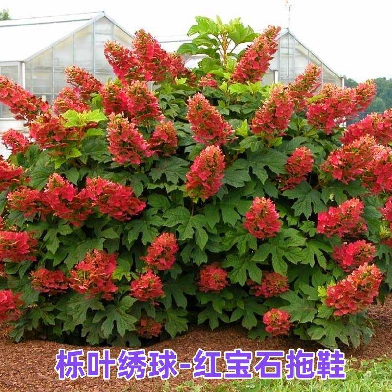 正宗栎叶绣球花苗浓香大花耐寒耐热南北方种植四季庭院阳台盆