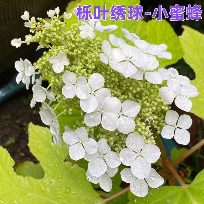 正宗栎叶绣球花苗浓香大花耐寒耐热南北方种植四季庭院阳台盆