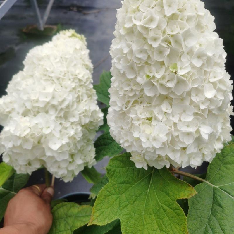 正宗栎叶绣球花苗浓香大花耐寒耐热南北方种植四季庭院阳台盆
