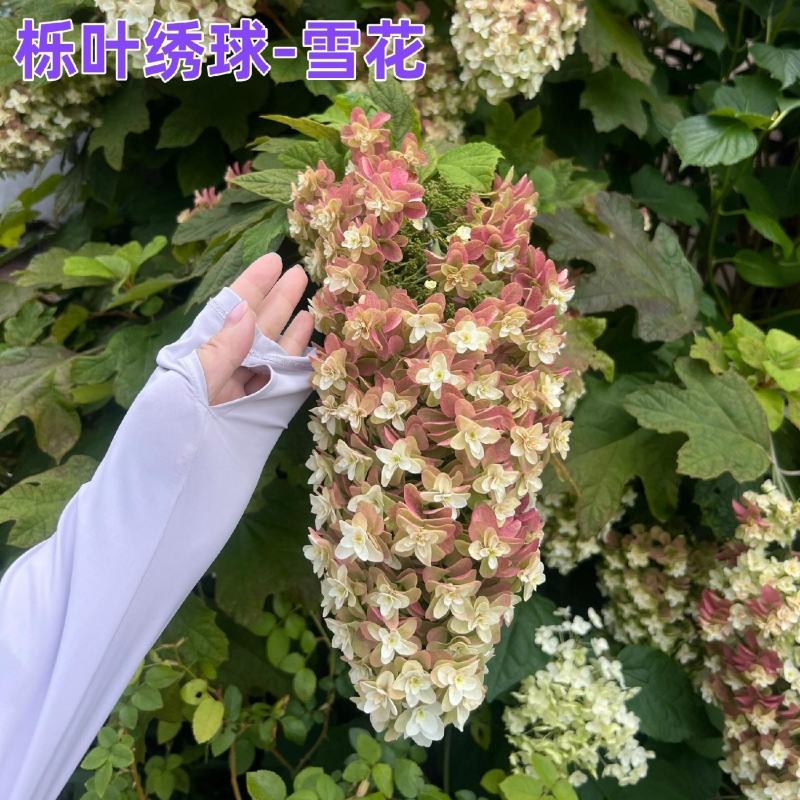 正宗栎叶绣球花苗浓香大花耐寒耐热南北方种植四季庭院阳台盆