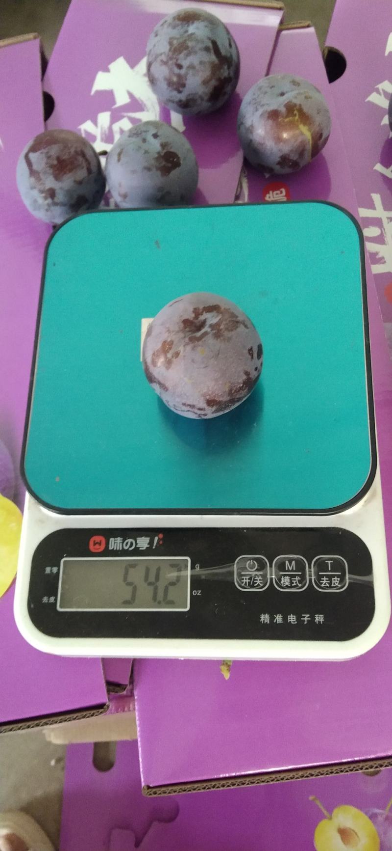 五月脆又凤凰李