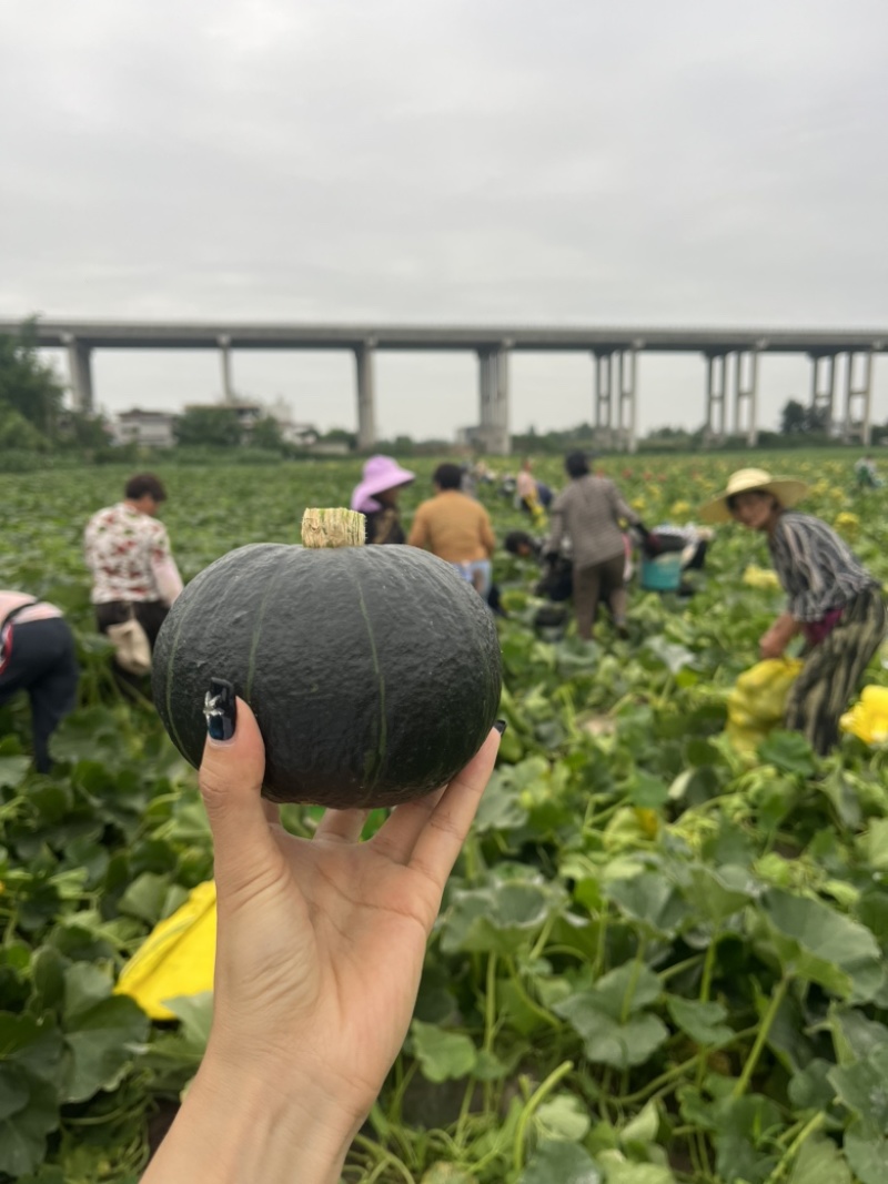 秋茬亩产5000斤以上爆粉贝贝南瓜苗预定开始