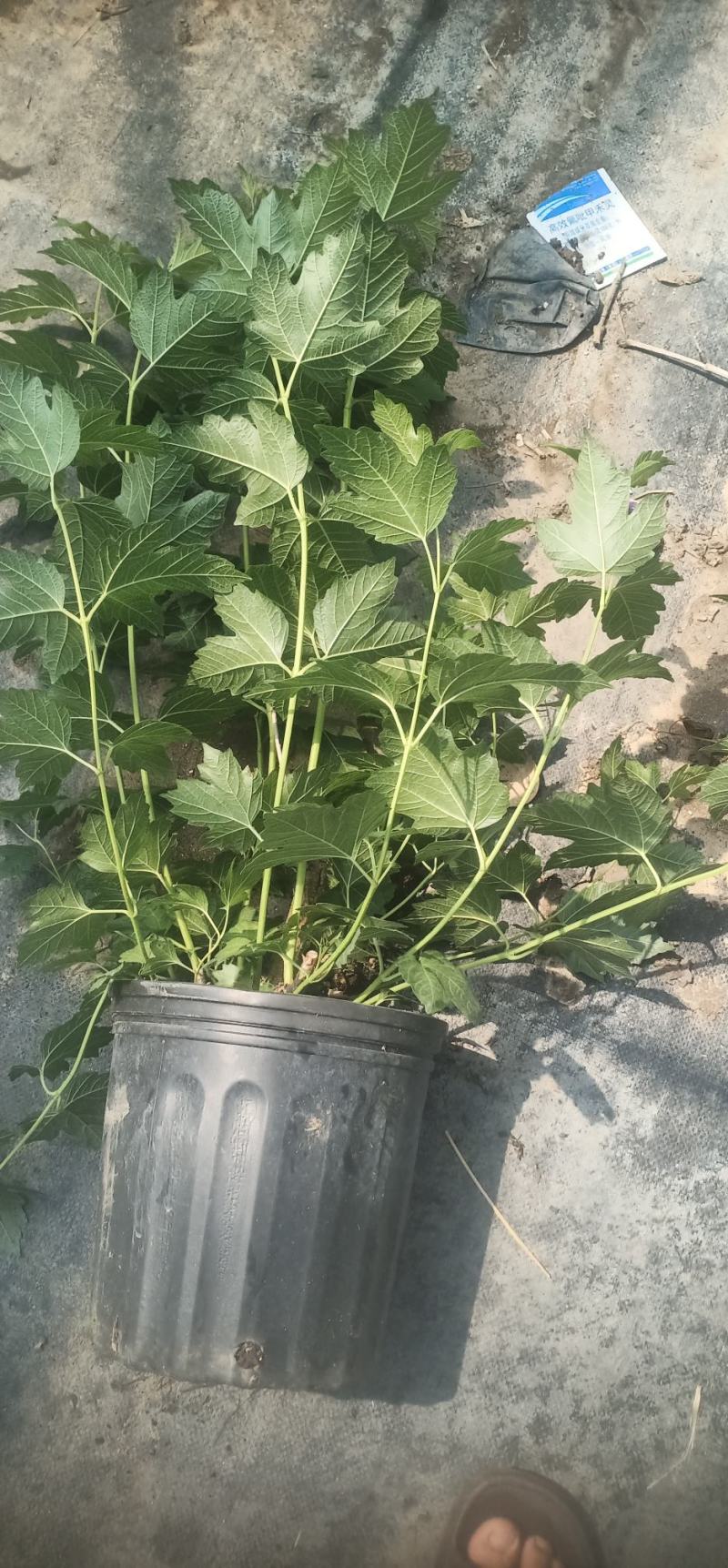 正宗栎叶绣球花苗浓香大花耐寒耐热南北方种植四季庭院阳台盆