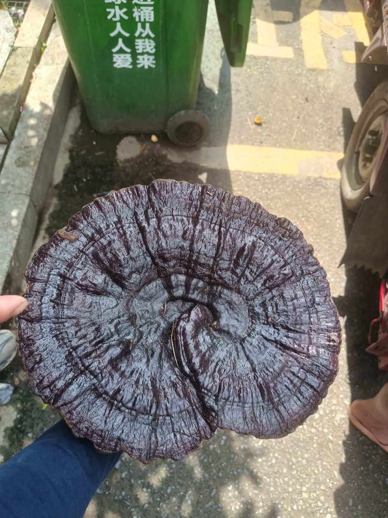乡下老土灵芝