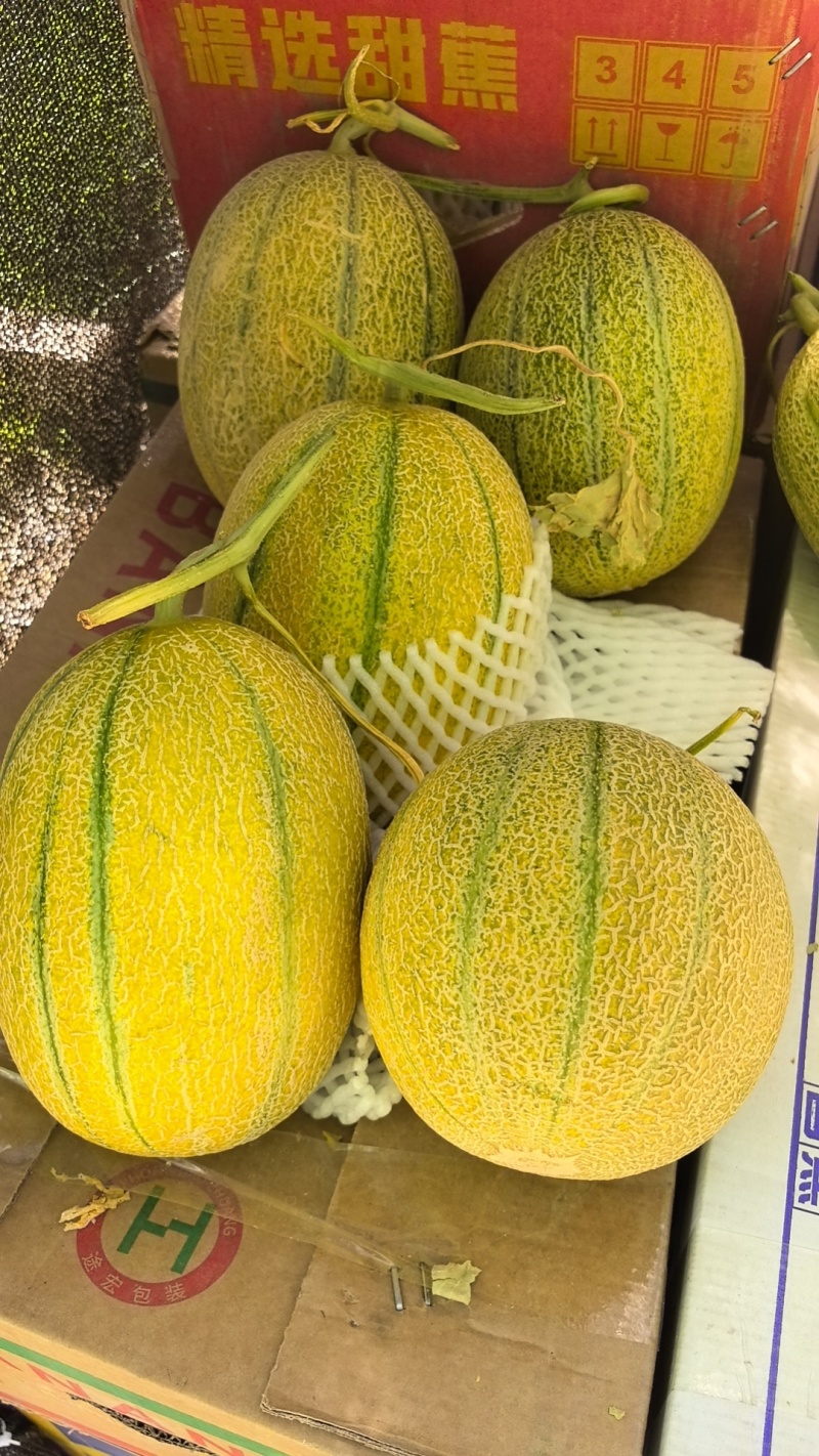 吐鲁番金纹老汉瓜