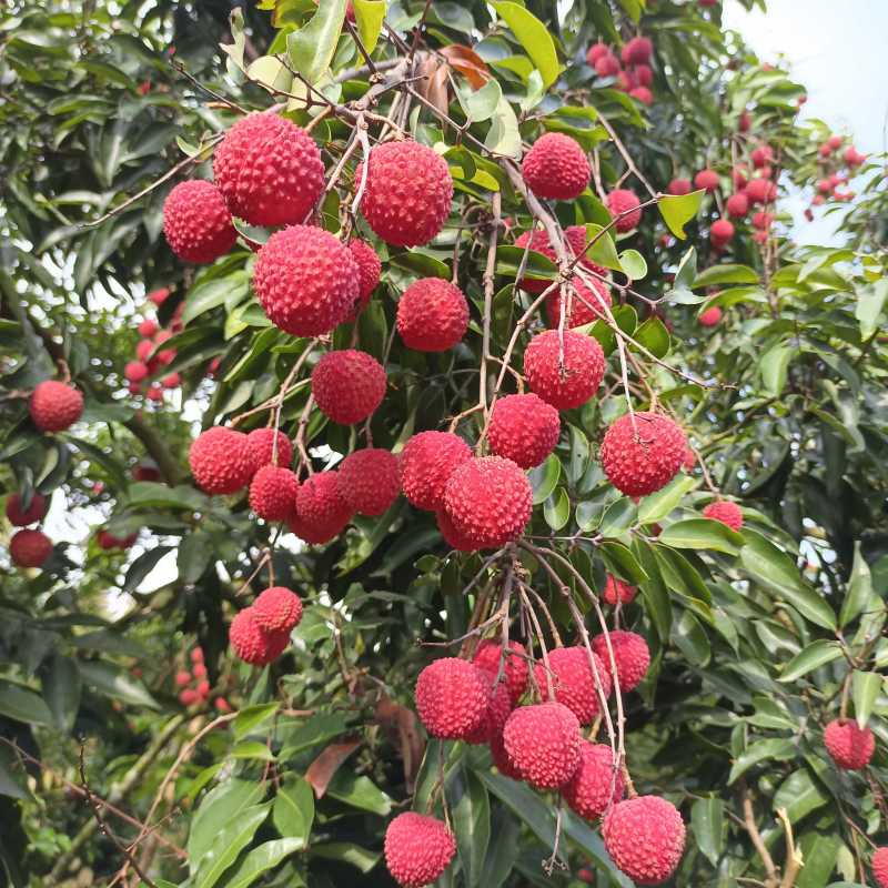 广东饶平桂味荔枝妃子笑糯米糍黑叶荔枝