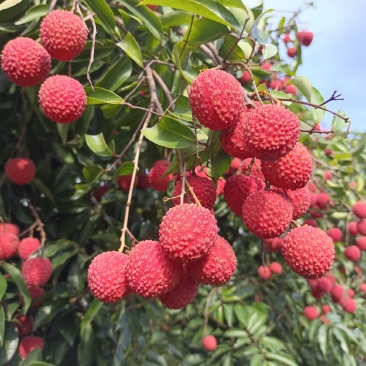 广东饶平桂味荔枝妃子笑糯米糍黑叶荔枝