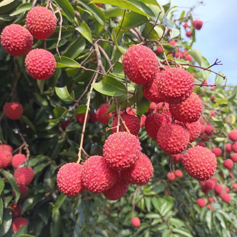 广东饶平桂味荔枝妃子笑糯米糍黑叶荔枝