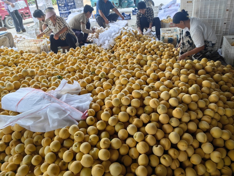 蒙阴金香大黄桃新鲜黄桃有地理标志授权大量上市