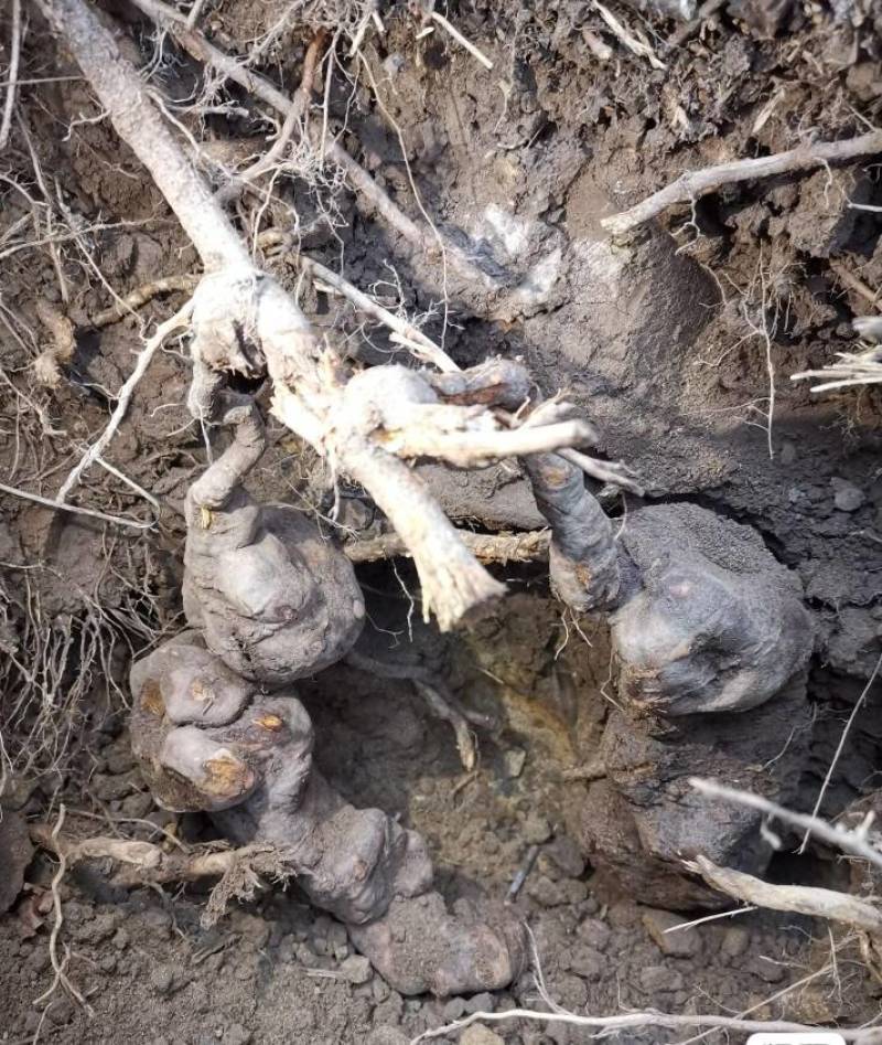 野生制何首乌用柴火蒸煮几十个小时，晒干、泡、蒸、晒、重复