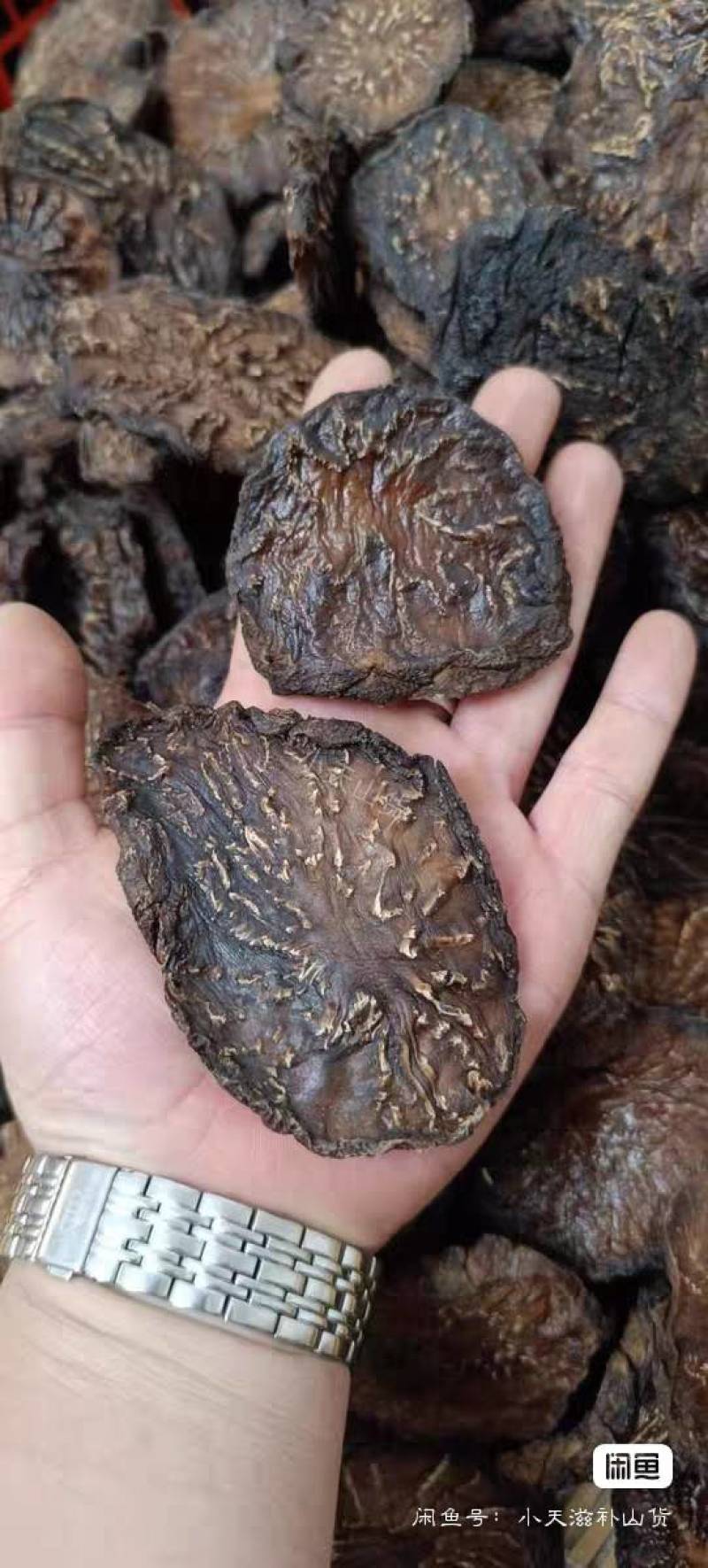 野生油苁蓉，内蒙肉苁蓉，***软苁蓉足干可切片无硫熏包邮