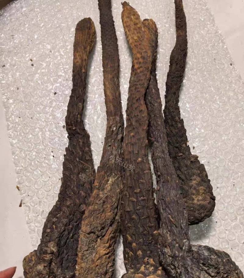 野生油苁蓉，内蒙肉苁蓉，***软苁蓉足干可切片无硫熏包邮