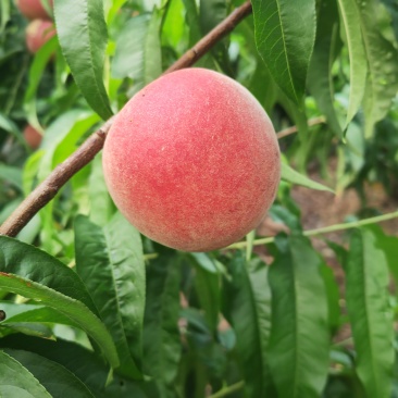桃子突围通货
