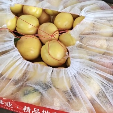 河北威县水果基地，黄油桃，红油桃大量上市，产地现摘现发，