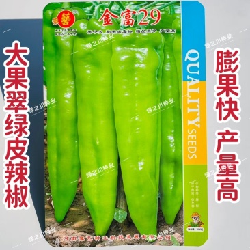 豫艺金富29辣椒种子大果牛角椒种子翠绿色大尖椒种籽早熟