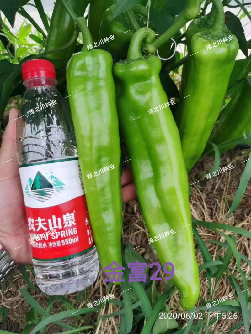 豫艺金富29辣椒种子大果牛角椒种子翠绿色大尖椒种籽早熟