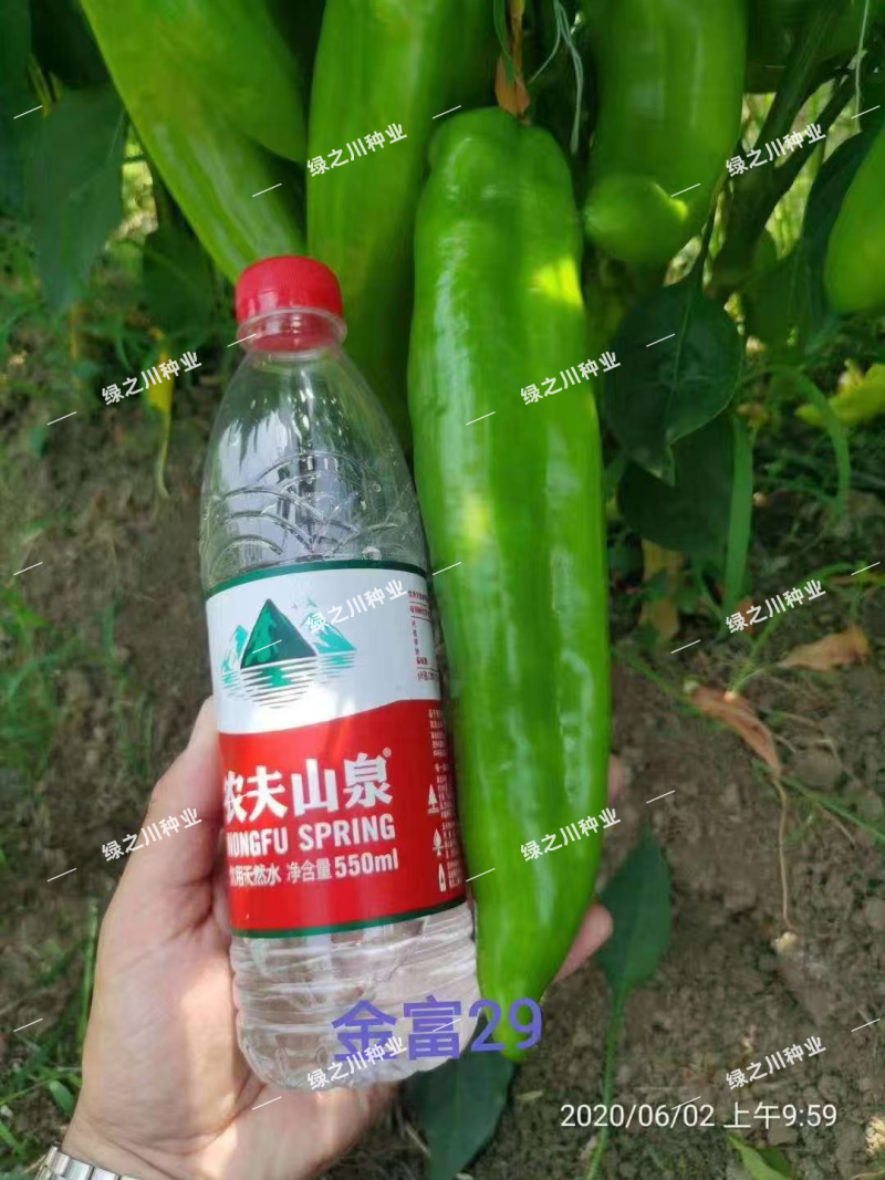 豫艺金富29辣椒种子大果牛角椒种子翠绿色大尖椒种籽早熟