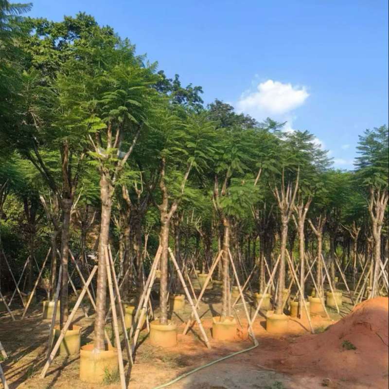 蓝花楹骨架8-18分，基地直销，一手货源，大量低价出售