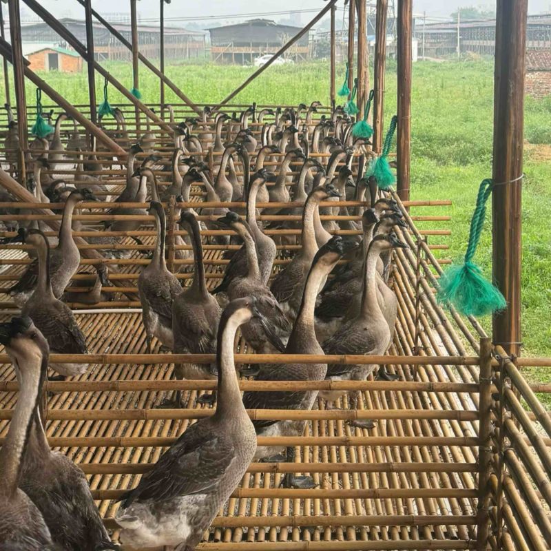 正宗广东黑棕鹅散养足日龄酒楼烧腊食材全国冷链发货