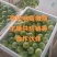 广西百香果钦蜜9号，寻找有实力团队合作可实地考察