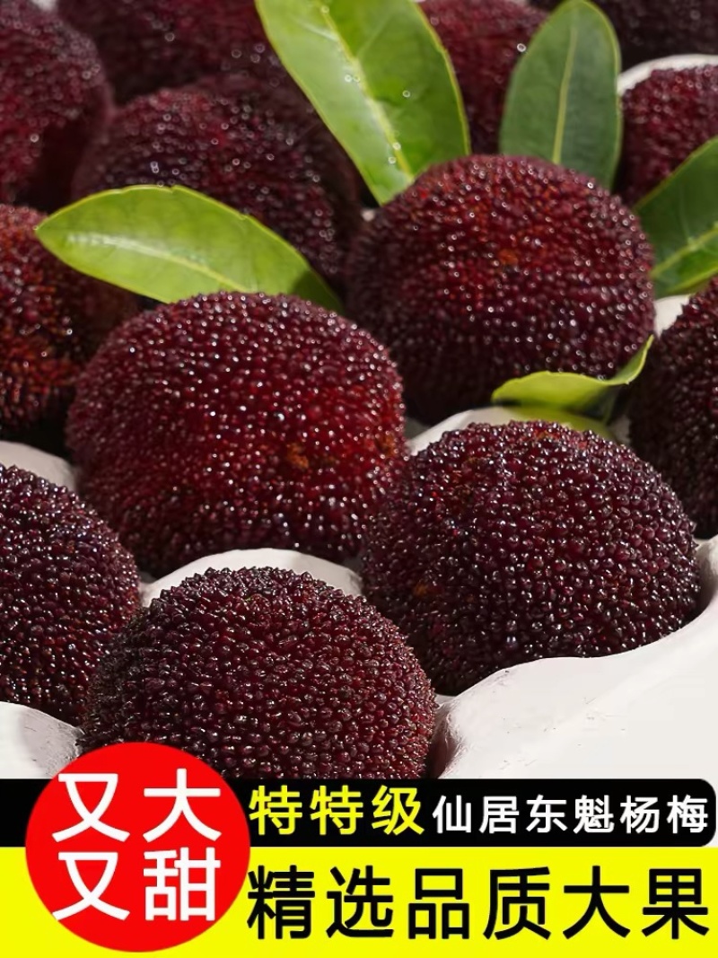 仙居东魁杨梅