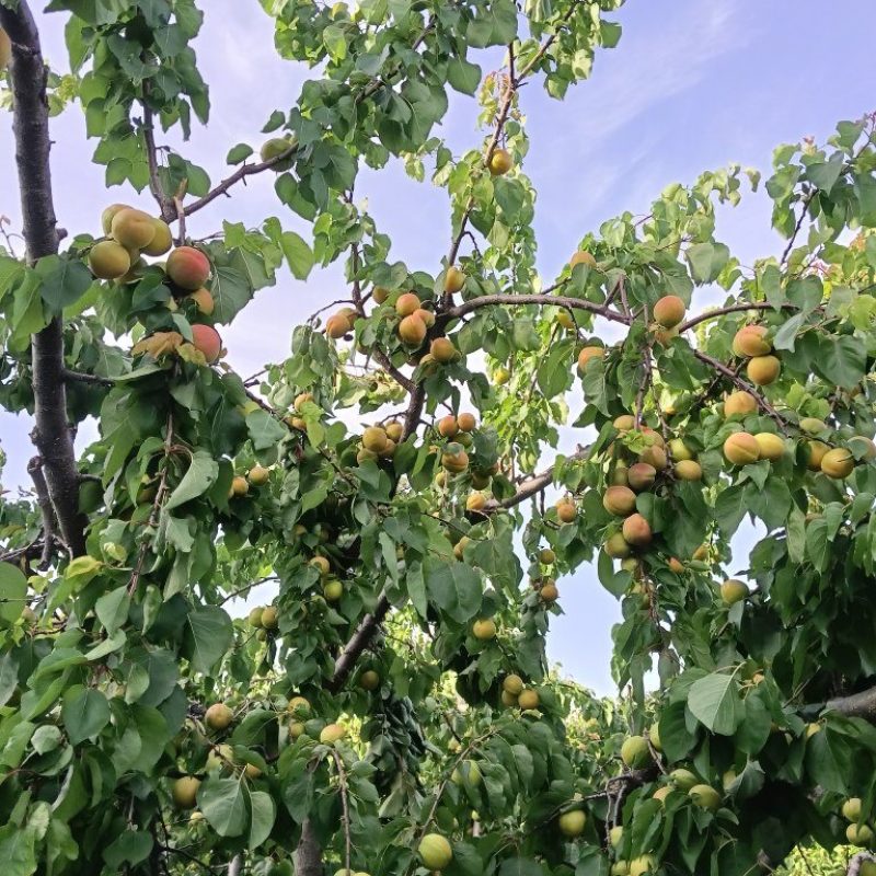 凯特杏