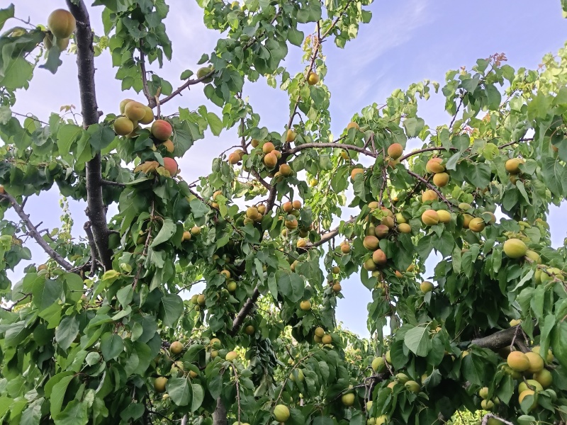 凯特杏