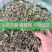 野生薄荷晒干薄荷泡水泡茶薄荷叶天然食用通用