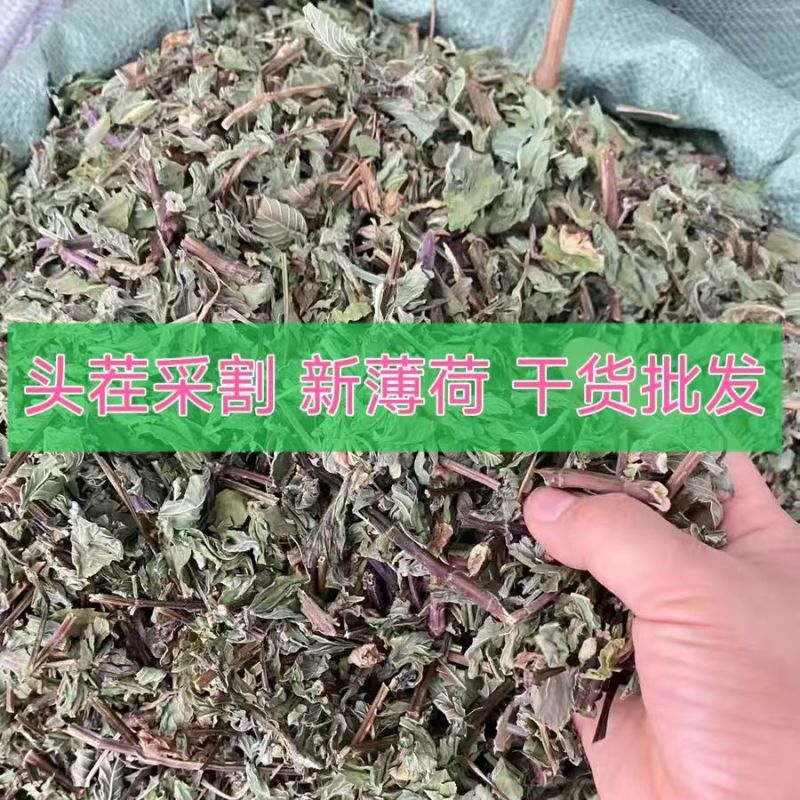 野生薄荷晒干薄荷泡水泡茶薄荷叶天然食用通用