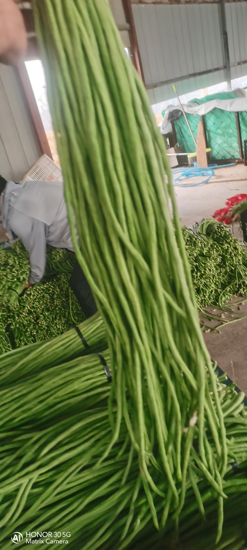 精品长豆角