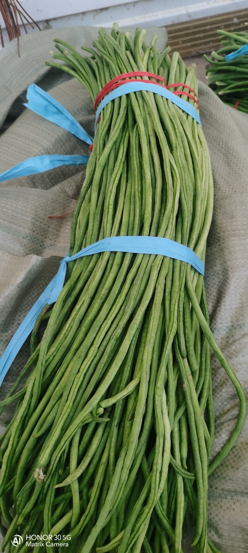 精品长豆角